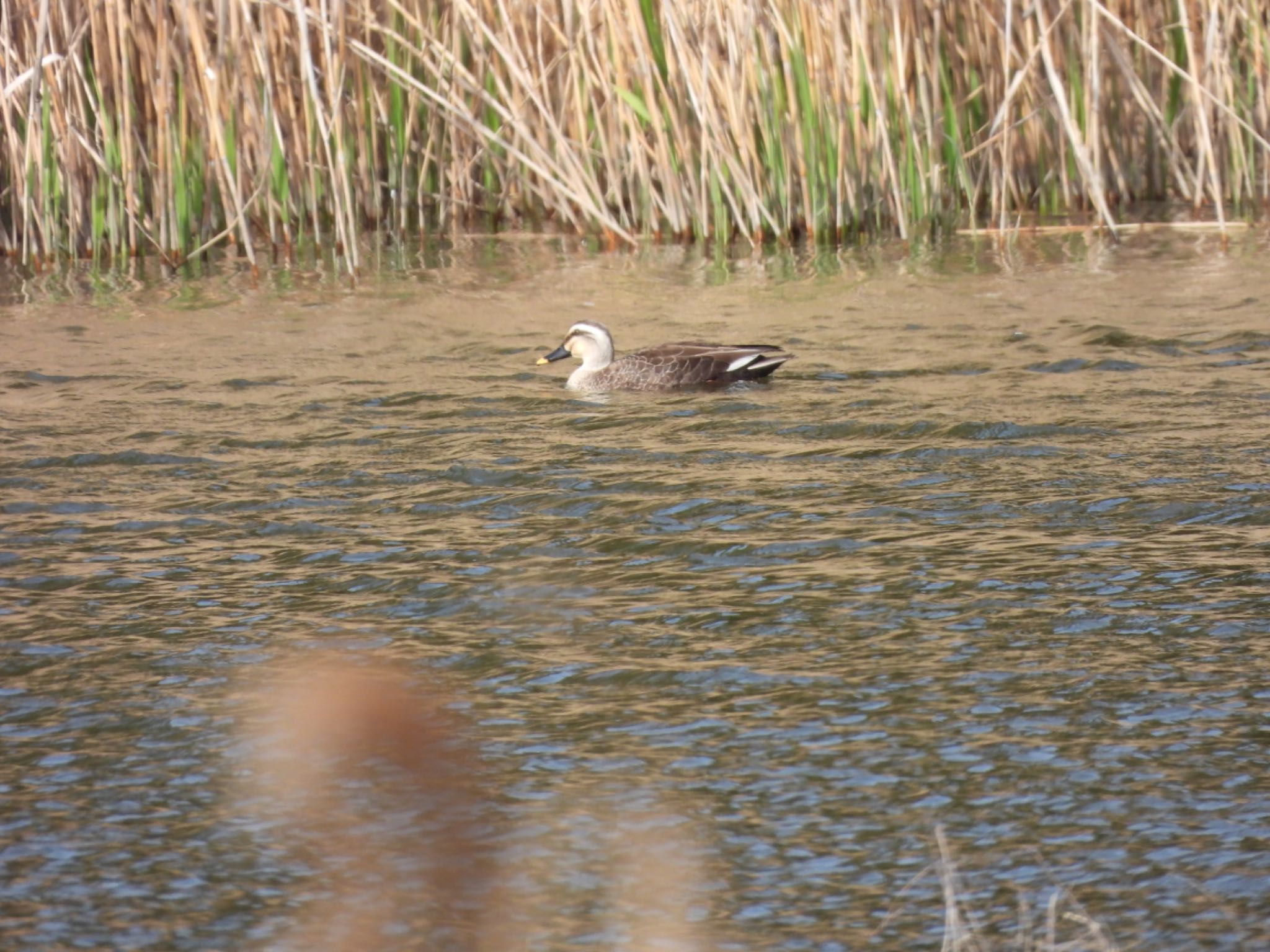 Photo of Eastern Spot-billed Duck at Tokyo Port Wild Bird Park by くー