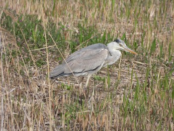 アオサギ 東京港野鳥公園 2022年3月30日(水)