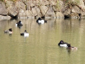 キンクロハジロ 三ツ池公園(横浜市鶴見区) 2022年3月28日(月)