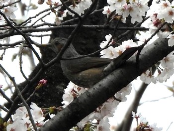 ヒヨドリ 三ツ池公園(横浜市鶴見区) 2022年3月28日(月)