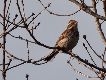 2022年3月7日(月) 千葉県の野鳥観察記録