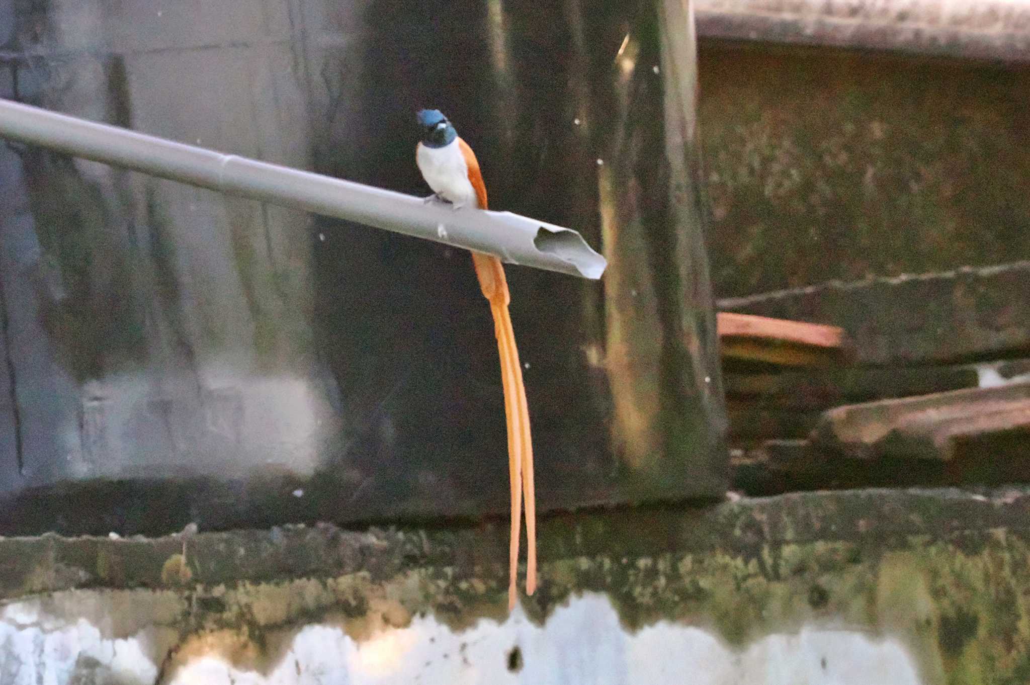 Photo of Indian Paradise Flycatcher at Sri Lanka by 藤原奏冥