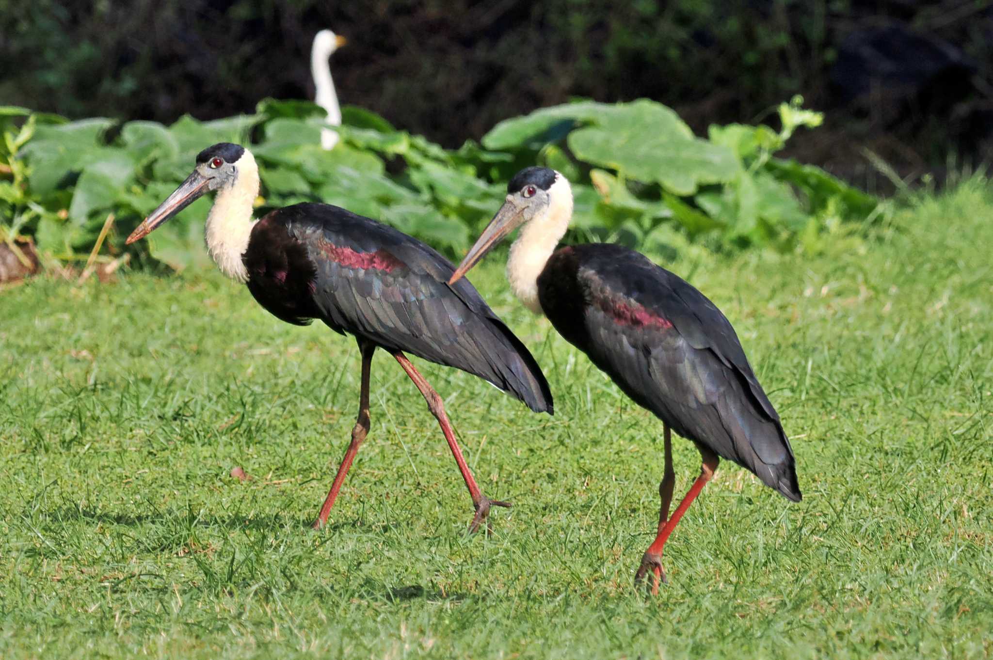 Sri Lanka エンビコウの写真 by 藤原奏冥