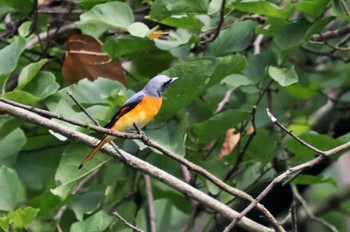 Small Minivet Sri Lanka Wed, 1/25/2023