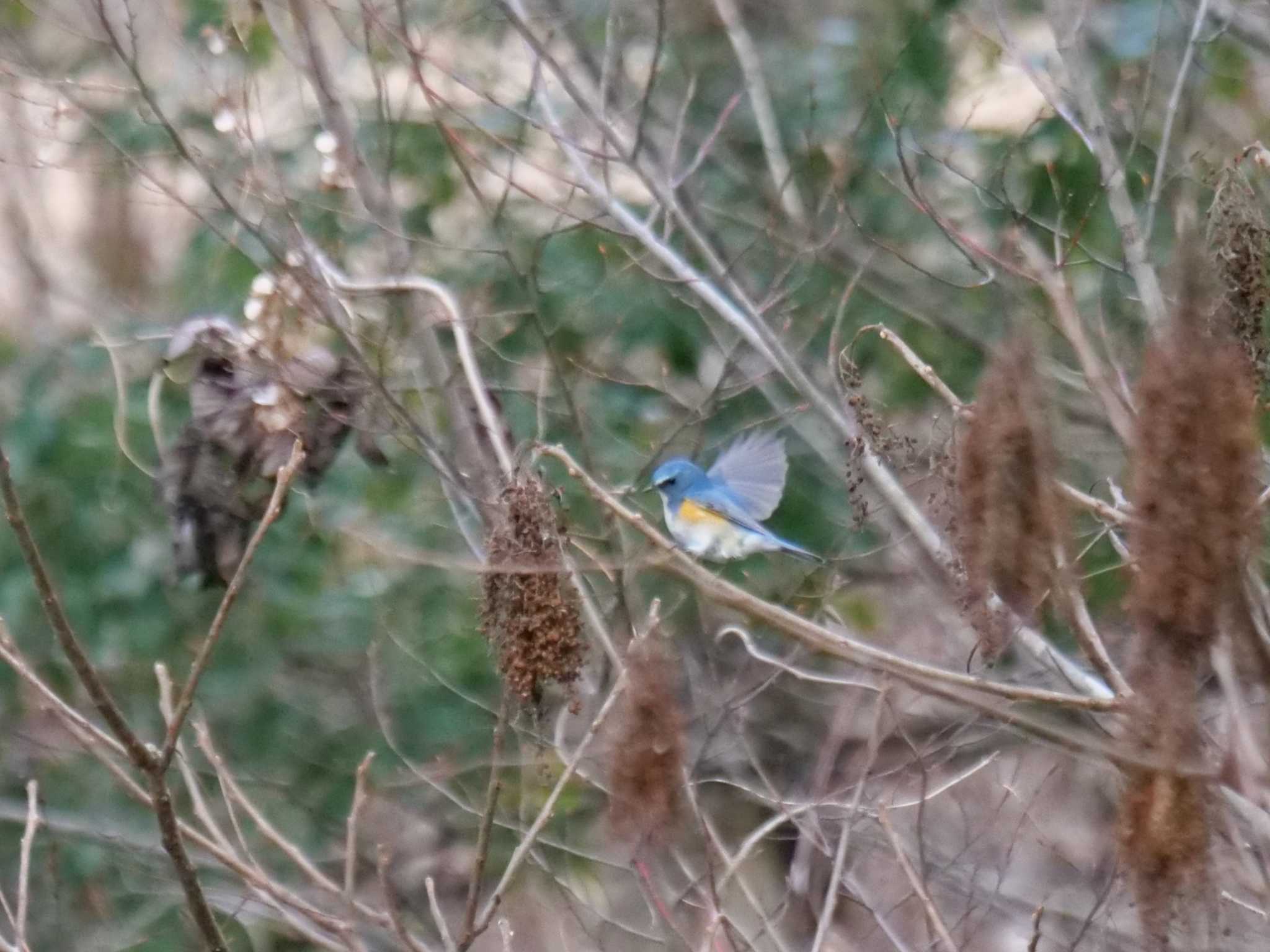 秩父 ルリビタキの写真 by little birds