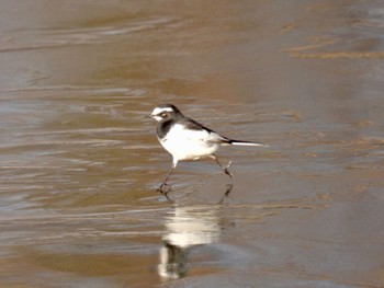 Japanese Wagtail 阿佐美沼 Sun, 1/29/2023