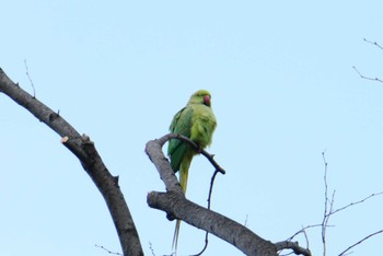 Indian Rose-necked Parakeet めぐろ区民キャンパス Sat, 2/4/2023