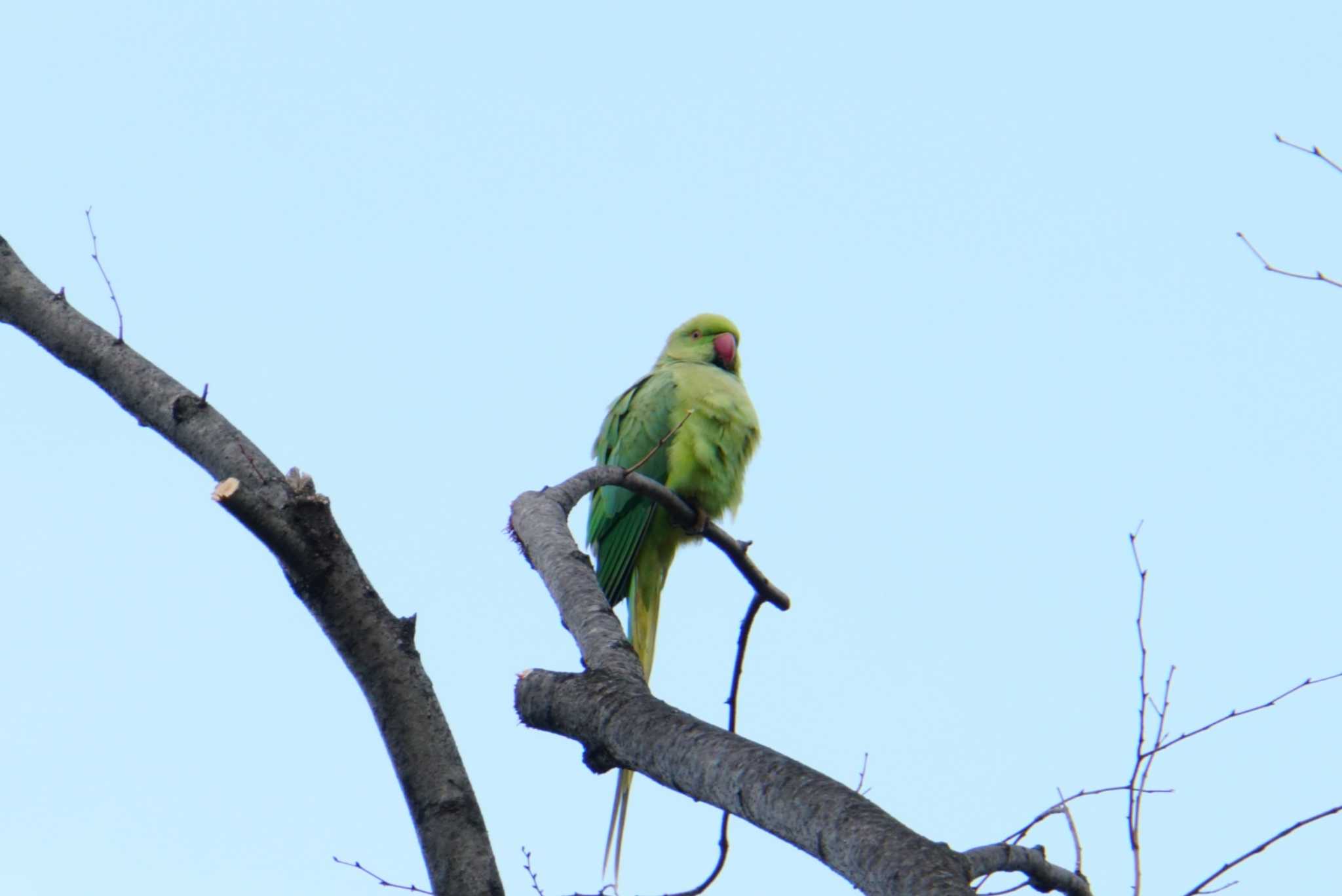 Photo of Indian Rose-necked Parakeet at めぐろ区民キャンパス by sinbesax