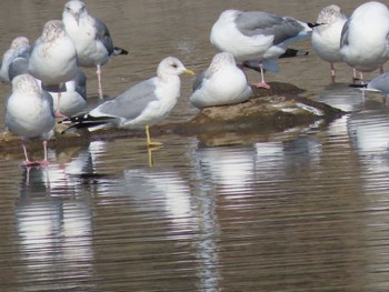 Sun, 1/15/2023 Birding report at 厚狭川河口