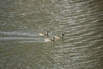 Baikal Teal 松本市 Unknown Date