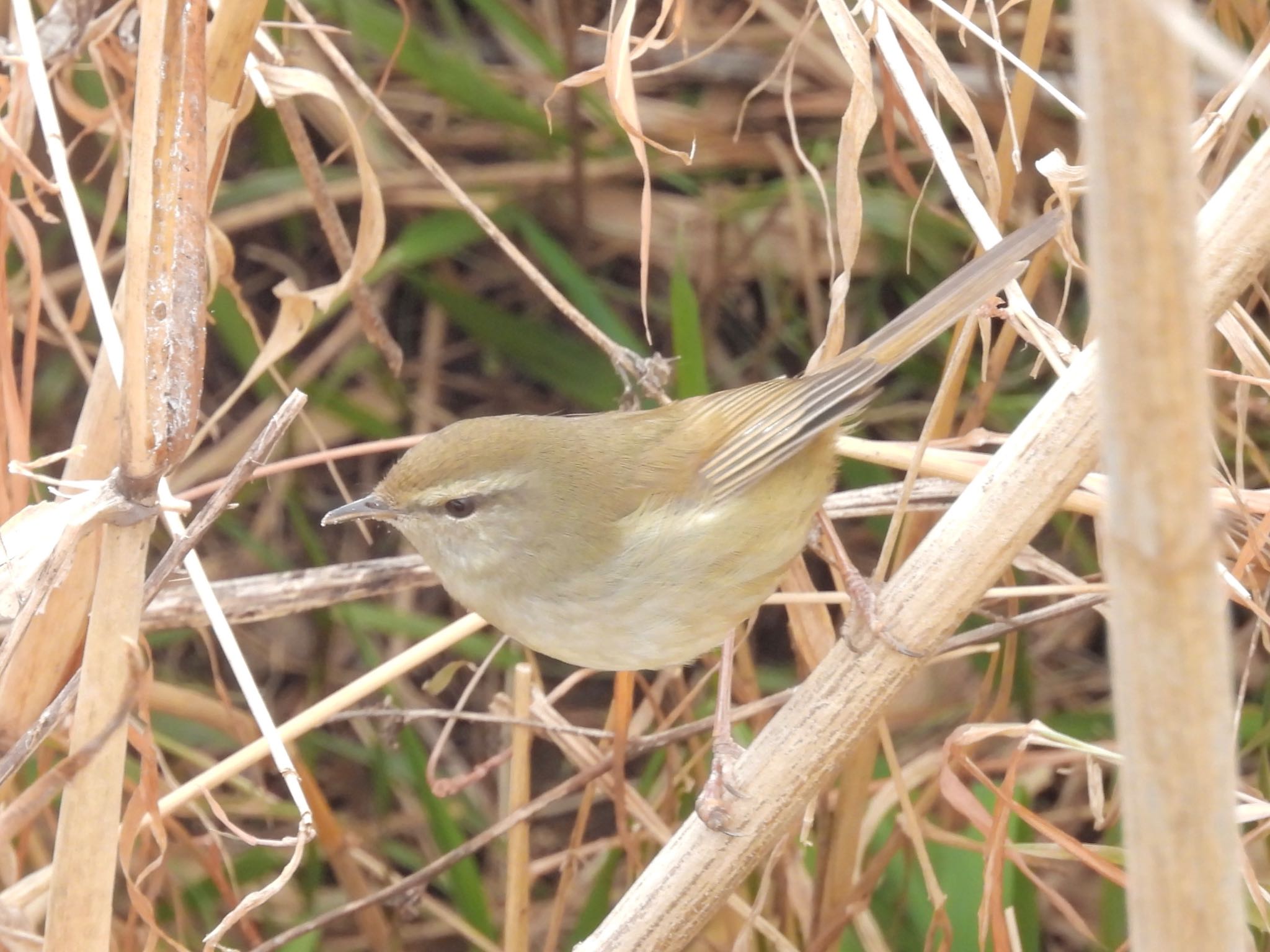 Japanese Bush Warbler