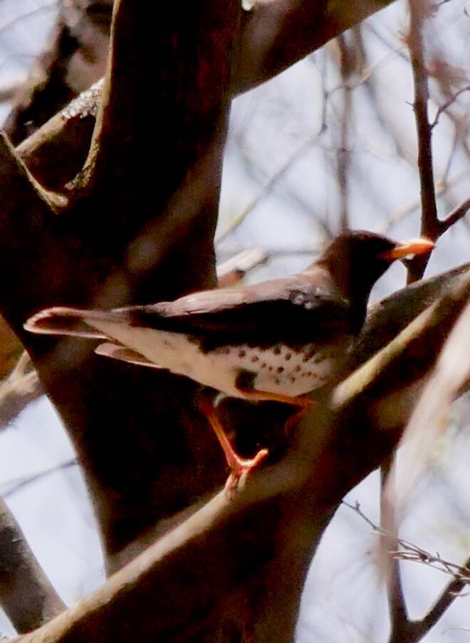 Photo of Japanese Thrush at 熊本県阿蘇市 by mitsuaki kuraoka