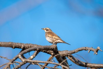 ツグミ 京都府立植物園 2023年2月4日(土)