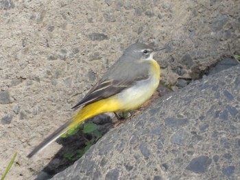 Grey Wagtail 境川遊水地公園 Sat, 1/28/2023