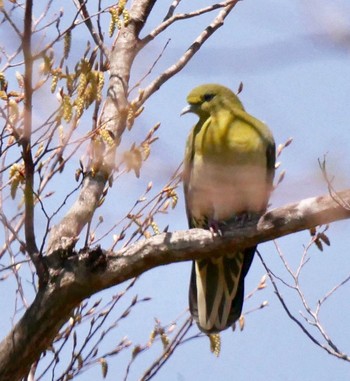 White-bellied Green Pigeon 熊本県阿蘇市 Fri, 4/13/2018