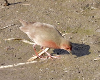 Ruddy-breasted Crake 境川遊水地公園 Sat, 1/28/2023