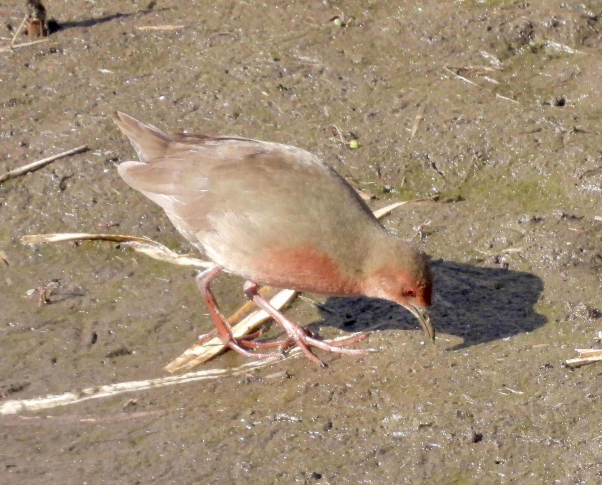 Ruddy-breasted Crake