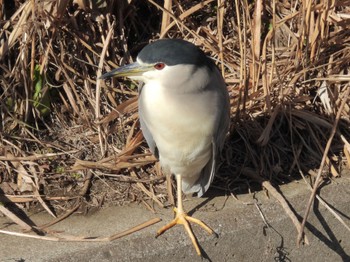 Black-crowned Night Heron 境川遊水地公園 Sat, 1/28/2023