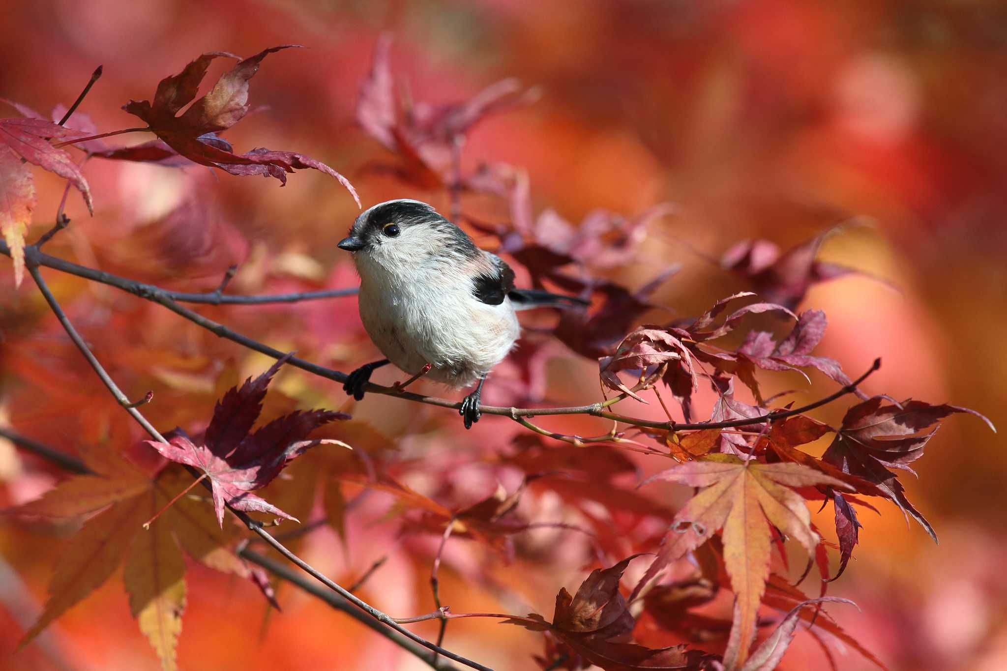 明石公園のエナガ