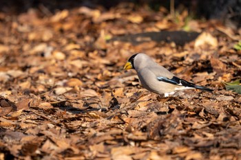 イカル 京都府立植物園 2023年2月4日(土)