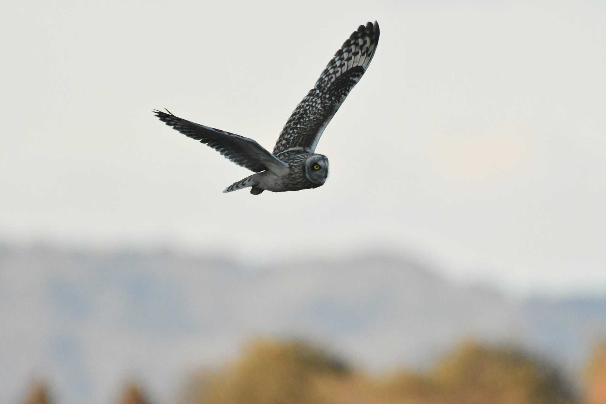  コミミズクの写真