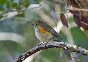 Red-flanked Bluetail Unknown Spots Sat, 2/4/2023
