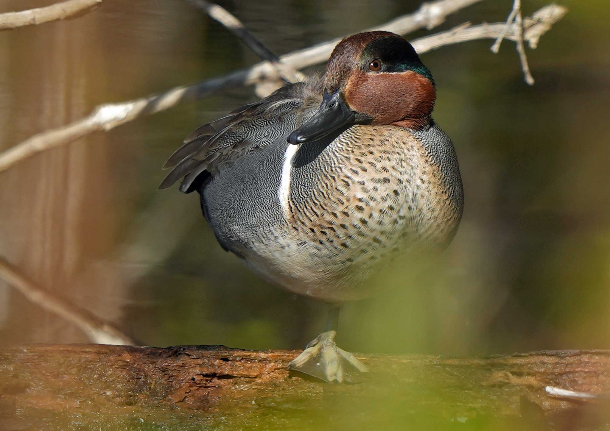  アメリカコガモの写真 by Chacoder