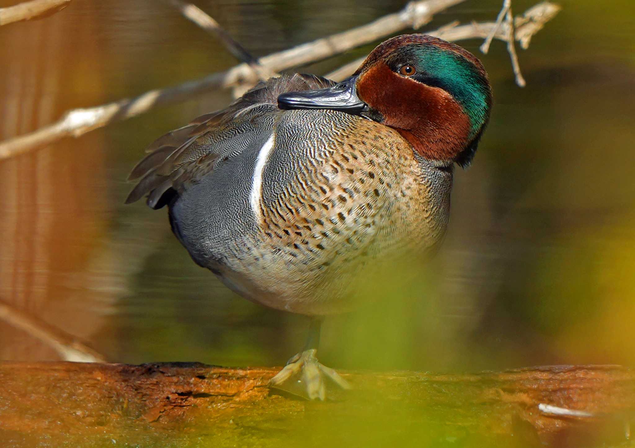 Photo of Green-winged Teal at  by Chacoder