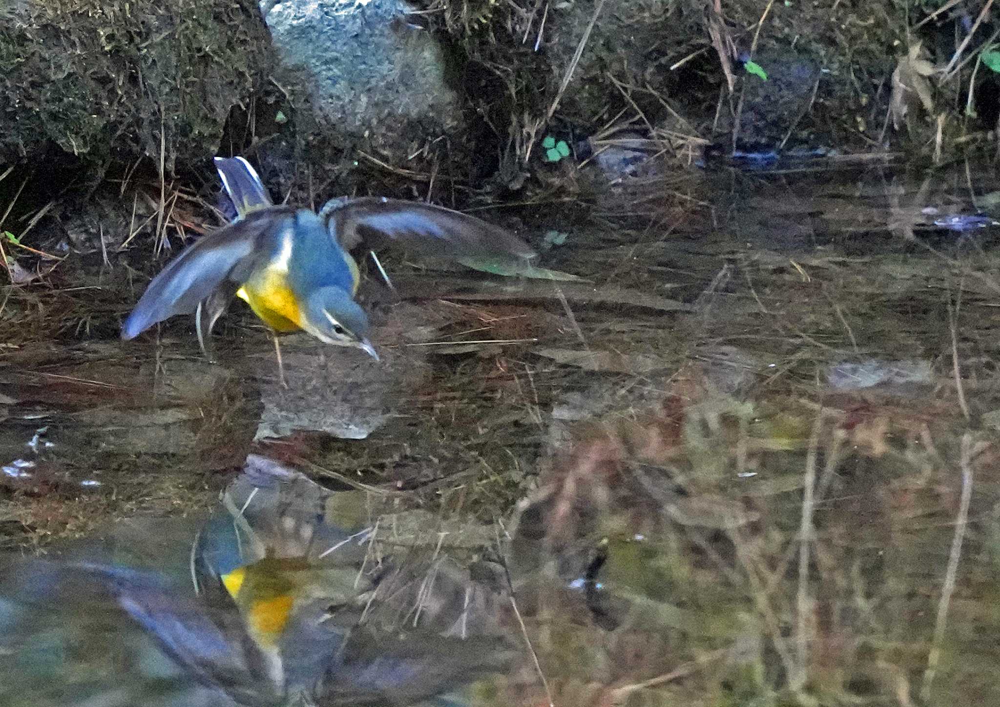 Photo of Grey Wagtail at  by Chacoder