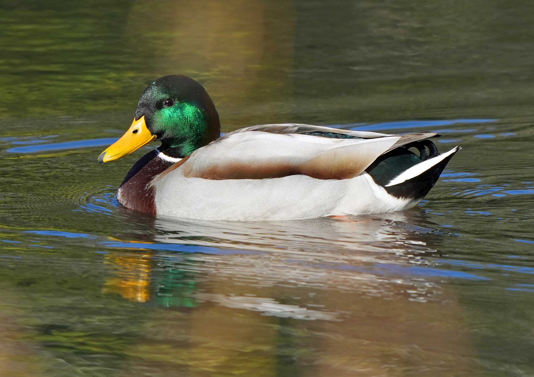 Photo of Mallard at  by Chacoder