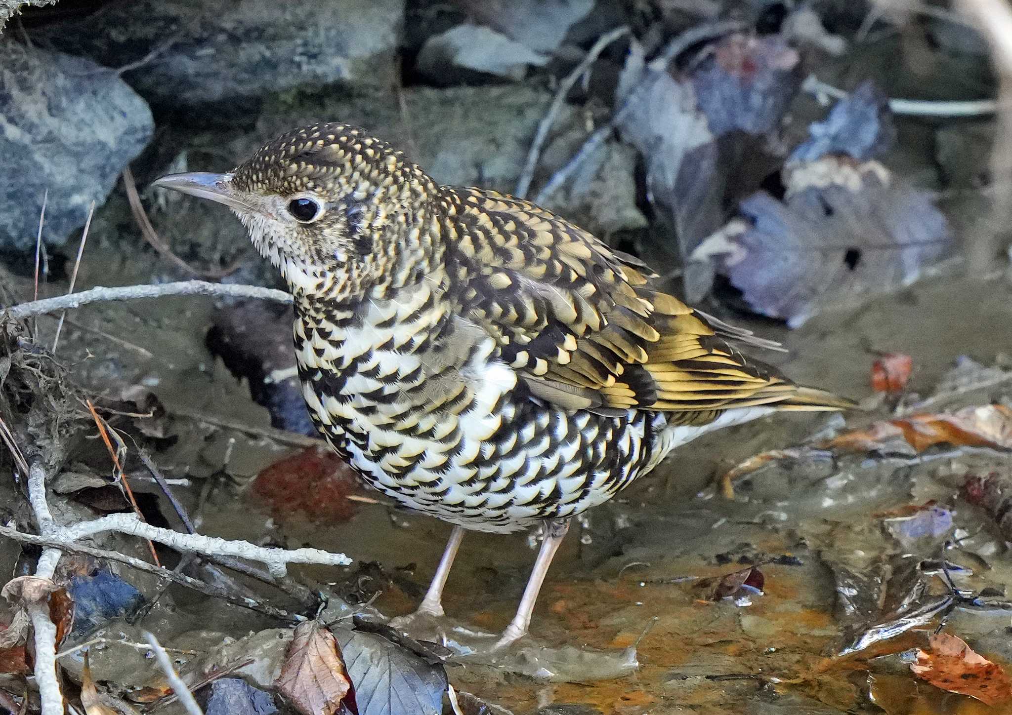 Photo of White's Thrush at  by Chacoder