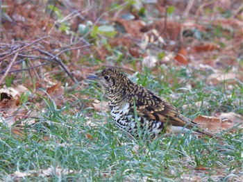 2023年2月4日(土) 秋ヶ瀬公園の野鳥観察記録