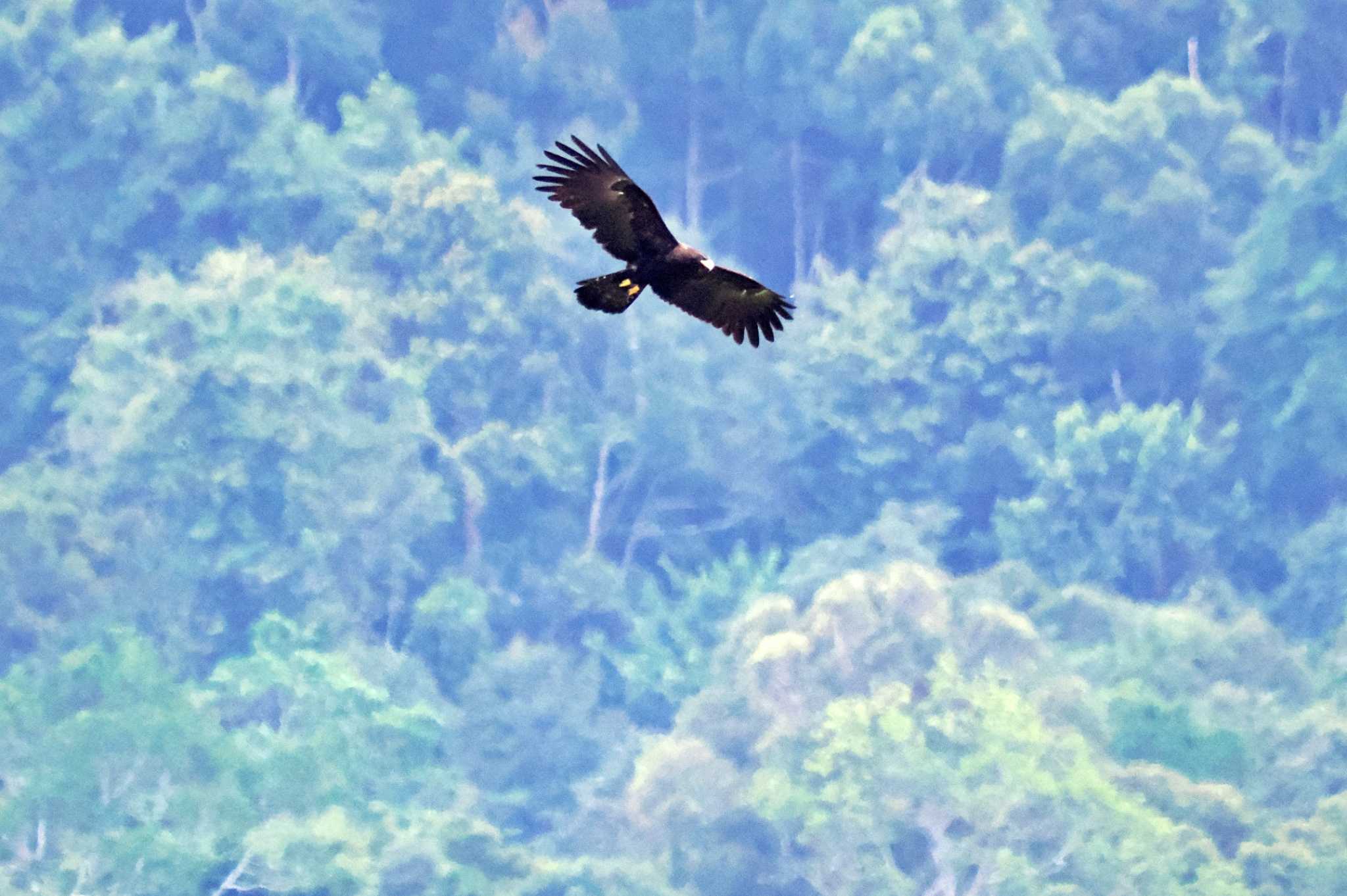 Sri Lanka カザノワシの写真 by 藤原奏冥