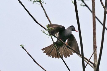 Square-tailed Bulbul