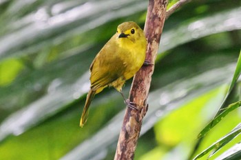 Yellow-browed Bulbul