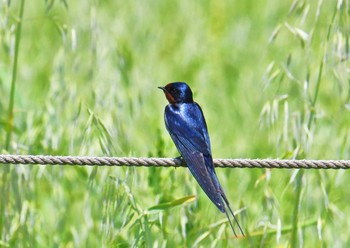 Barn Swallow Kasai Rinkai Park Fri, 4/13/2018