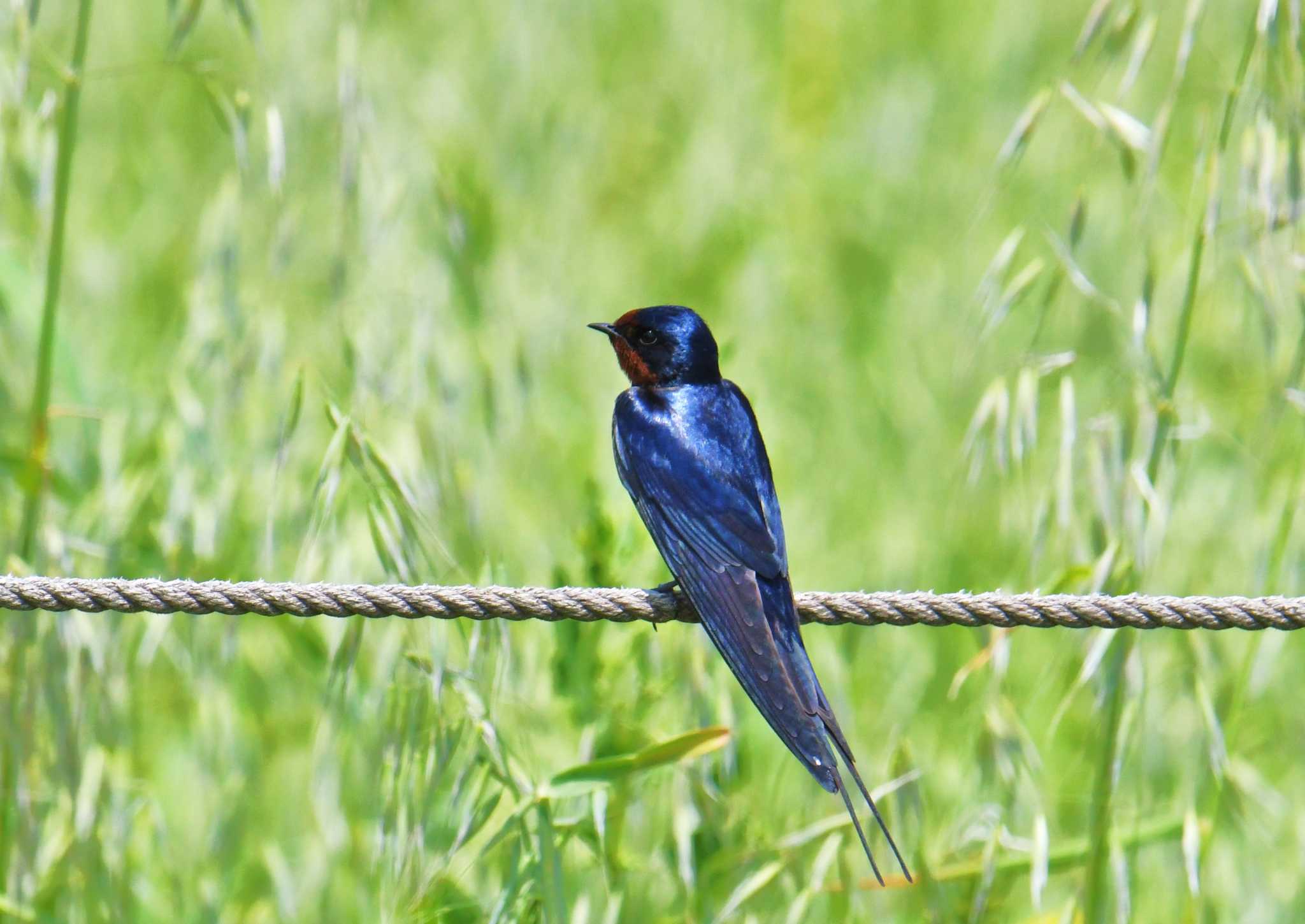 Photo of Barn Swallow at Kasai Rinkai Park by あひる