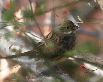 2023年2月4日(土) 大和川下流の野鳥観察記録