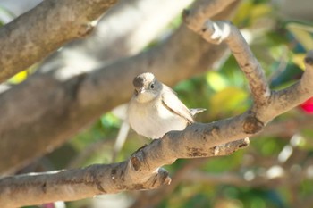 ニシオジロビタキ 大阪城公園 2023年2月4日(土)