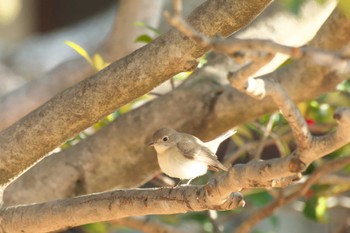 ニシオジロビタキ 大阪城公園 2023年2月4日(土)