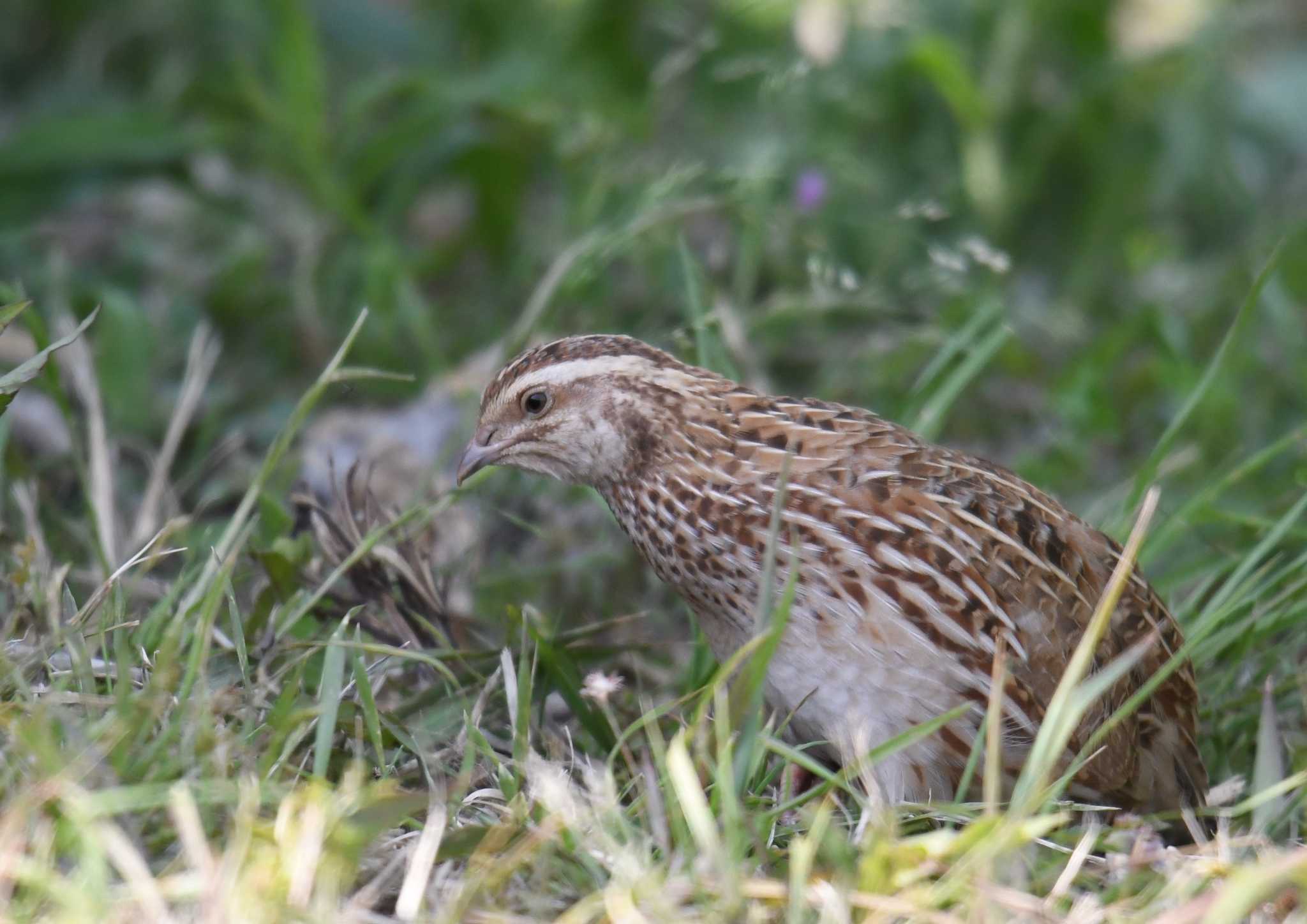 Photo of Japanese Quail at Kasai Rinkai Park by あひる