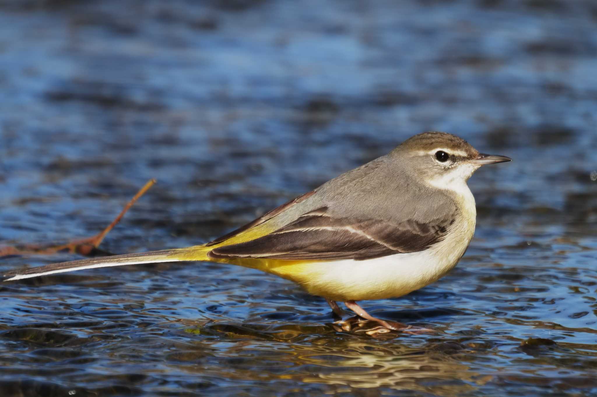 Grey Wagtail