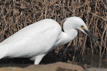 Little Egret 鈴鹿青少年の森(三重県) Sat, 2/4/2023