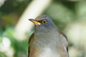 Pale Thrush 鈴鹿青少年の森(三重県) Sat, 2/4/2023