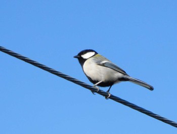 2023年2月4日(土) 平和の森公園、妙正寺川の野鳥観察記録