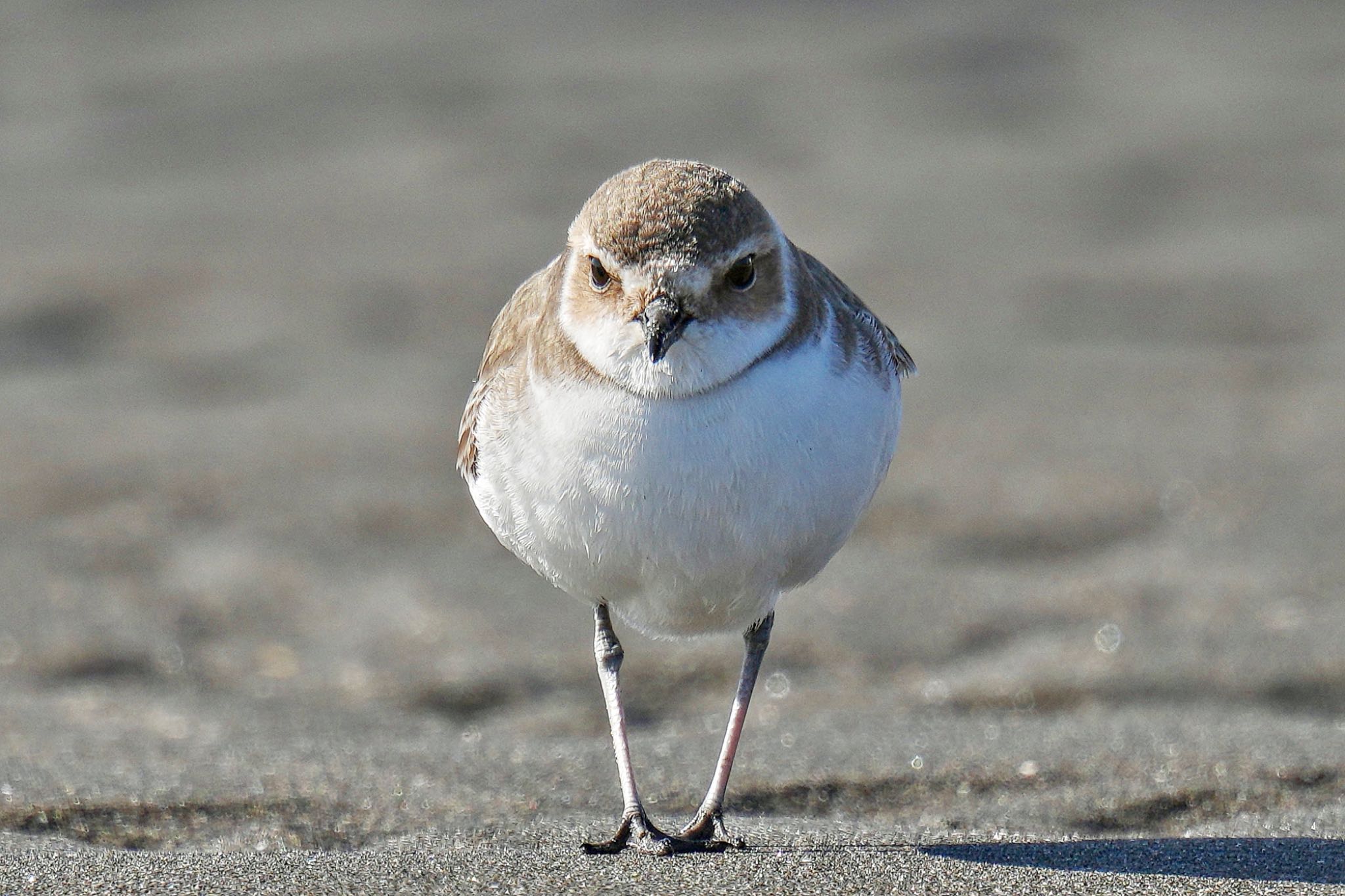 Kentish Plover