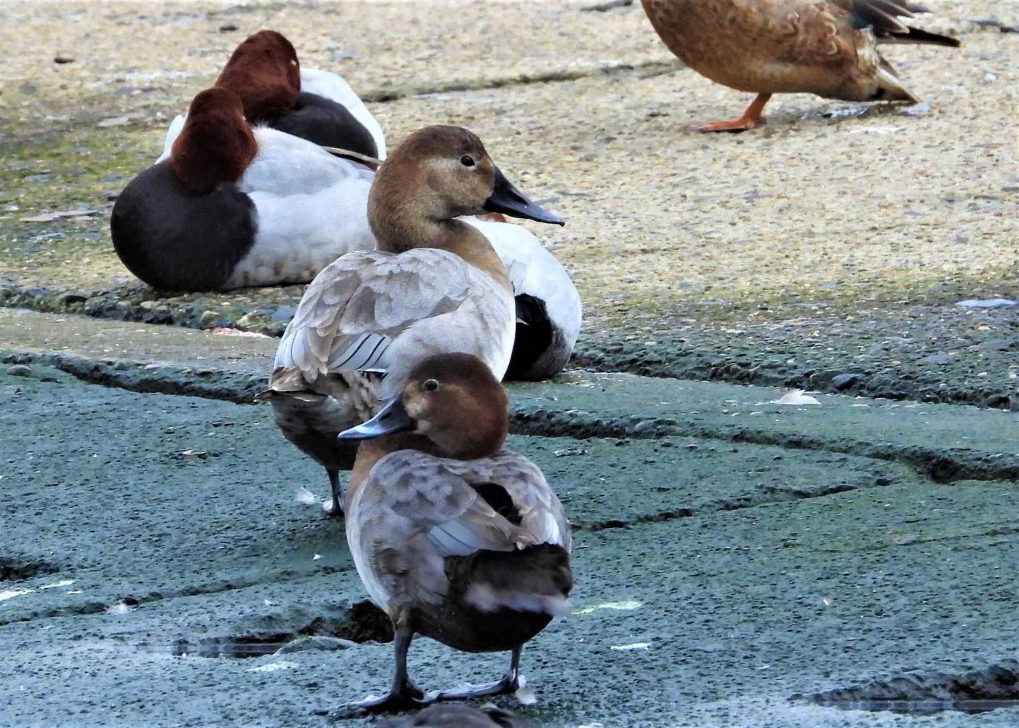 銚子漁港 オオホシハジロの写真 by まつげ