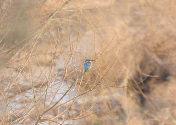 Common Kingfisher 多摩川 Fri, 8/12/2022