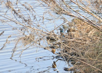 Common Kingfisher 多摩川 Fri, 8/12/2022