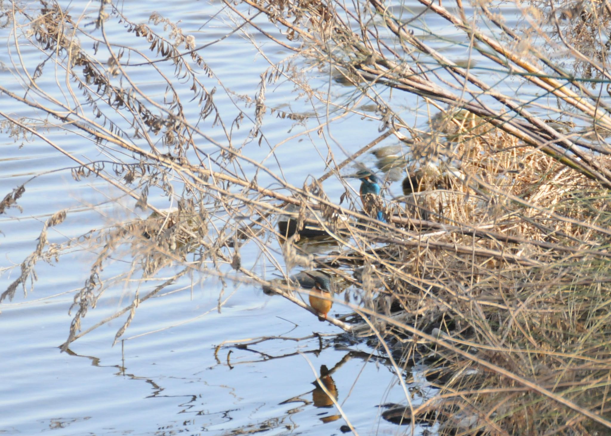 Photo of Common Kingfisher at 多摩川 by すずらん